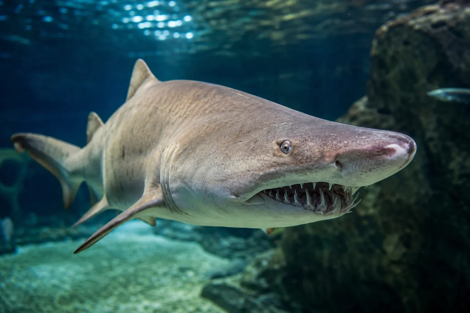 6. Sandtigerhai: furchteinflößendes Gebiss, ruhiges Wesen