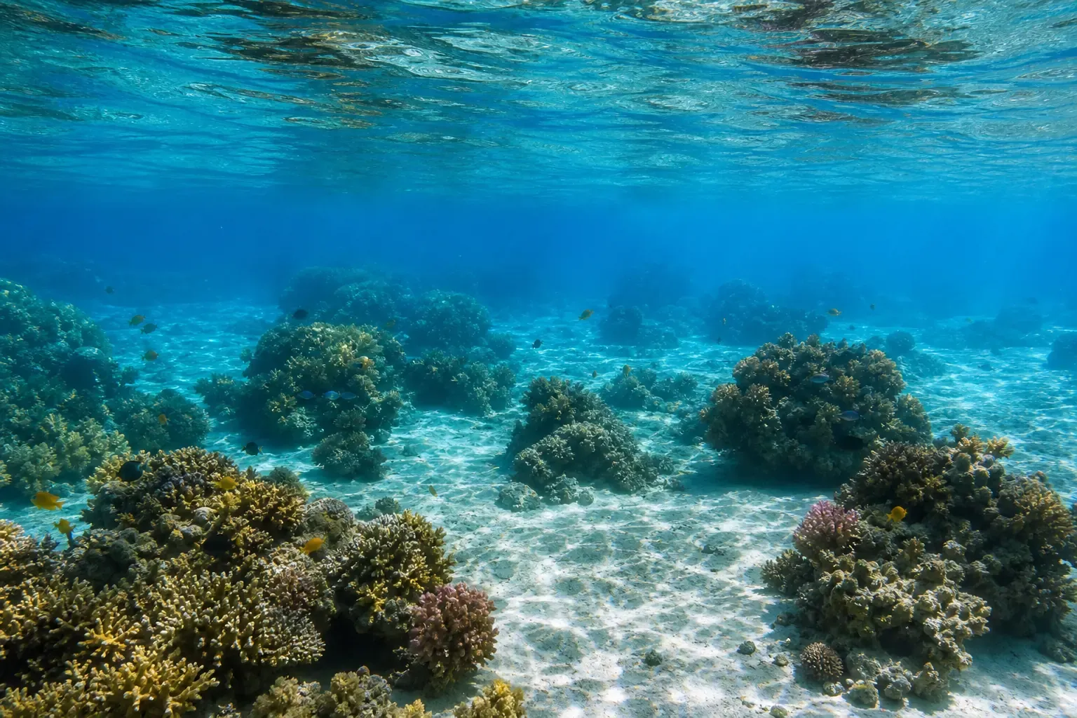 Schnorchler in ruhiger, aufrechter Haltung im klaren Wasser des Roten Meeres